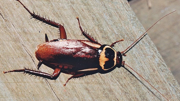 Σε απόγνωση οι κάτοικοι της Αυστραλίας – Τεράστιες κατσαρίδες βγήκαν… παγανιά