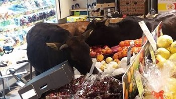 Είδαν… “κόκκινο” – Ταύροι εισέβαλαν σε σουπερμάρκετ – ΒΙΝΤΕΟ