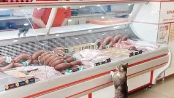 Κρεοπώλης έφτιαξε τάφο για την πιο πιστή πελάτισσά του, τη γάτα Γεσίμ – ΦΩΤΟ – BINTEO