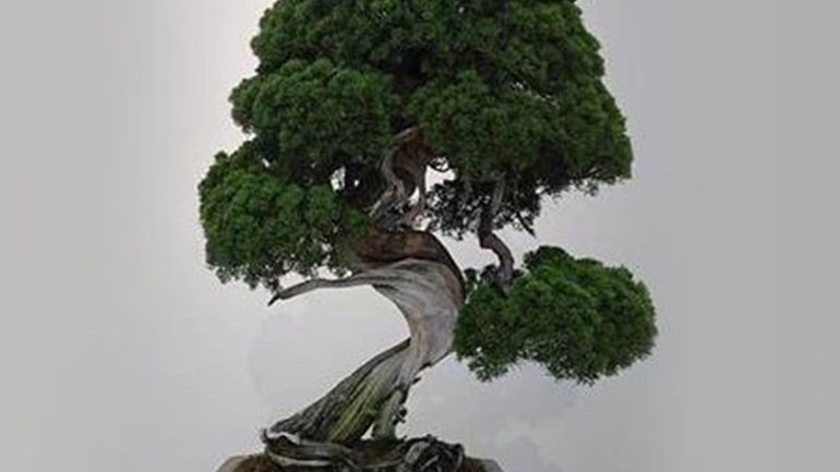 Τους έκλεψαν μπονσάι 400 ετών