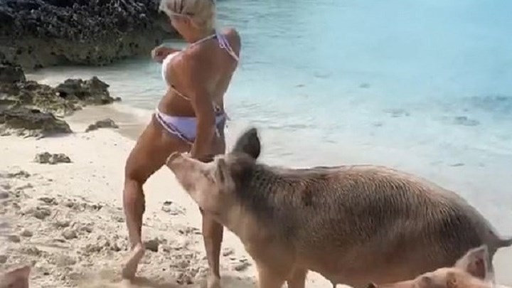 Γουρούνι δάγκωσε μοντέλο στους γλουτούς – ΒΙΝΤΕΟ