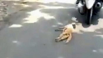 Αποτροπιασμός στην Ινδονησία:  Ασυνείδητοι έδεσαν τη γάτα σε μηχανή και την έσερναν  – ΒΙΝΤΕΟ