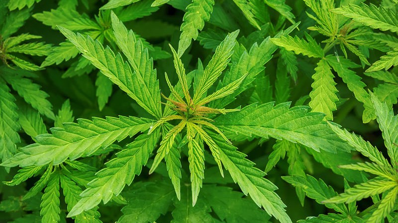 «Πράσινο φως» και από την κυπριακή Βουλή για την φαρμακευτική κάνναβη