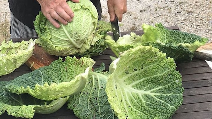 Δείτε το μεγαλύτερο λάχανο του κόσμου – ΦΩΤΟ