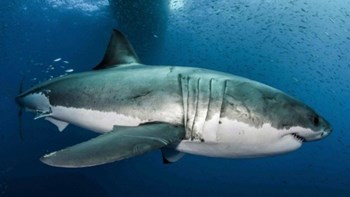 «Διάβασαν» για πρώτη φορά το DNA του μεγάλου λευκού καρχαρία