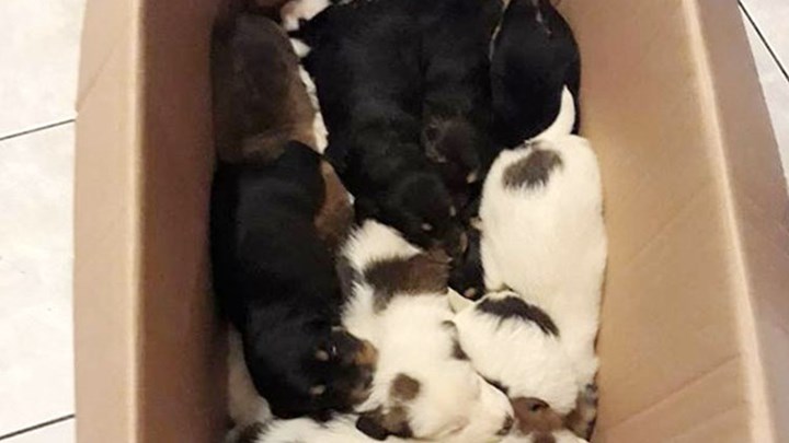 Αποτροπιασμός στην Ανδρίτσαινα – Ασυνείδητος πέταξε σε γκρεμό τσουβάλια με κουτάβια –  ΒΙΝΤΕΟ