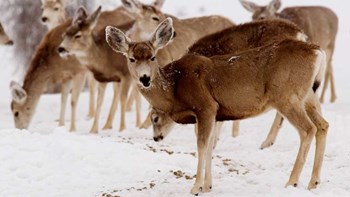 Ανησυχία από ασθένεια που μετατρέπει τα ελάφια σε «ζόμπι» – Κινδυνεύουν και οι άνθρωποι – ΦΩΤΟ