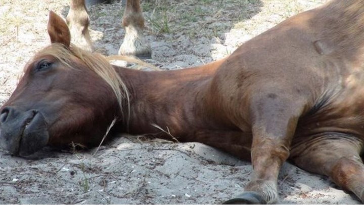 Φρίκη στη Θεσπρωτία: Σκότωσαν έξι άλογα με καραμπίνα