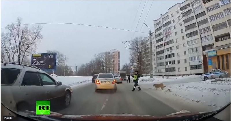 Έγινε viral ο φιλόζωος αστυνομικός: Διέκοψε την κυκλοφορία για να περάσει τραυματισμένος σκύλος- ΒΙΝΤΕΟ