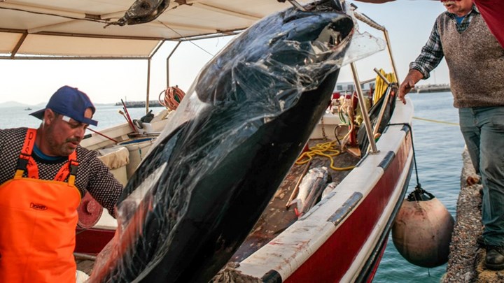 Αυτή κι αν ήταν γερή ψαριά – Έπιασαν τόνους 330 κιλών – ΒΙΝΤΕΟ-ΦΩΤΟ