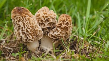 Σοκ στην Ισπανία: Έφαγε μανιτάρια σε βραβευμένο εστιατόριο και πέθανε