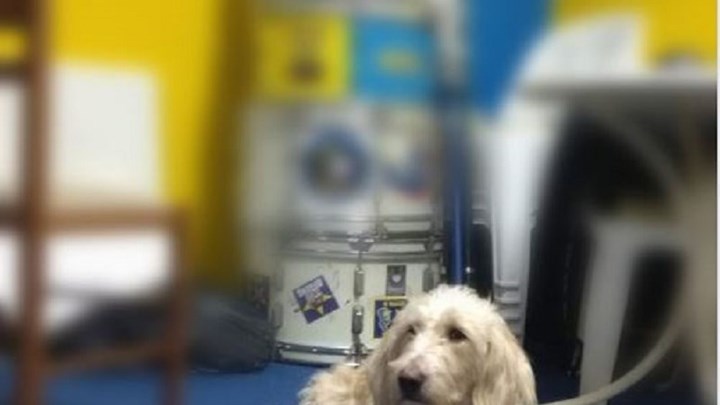 Γέμισε φόλες η Τρίπολη – Νεκρή και η «μασκότ» του Αστέρα