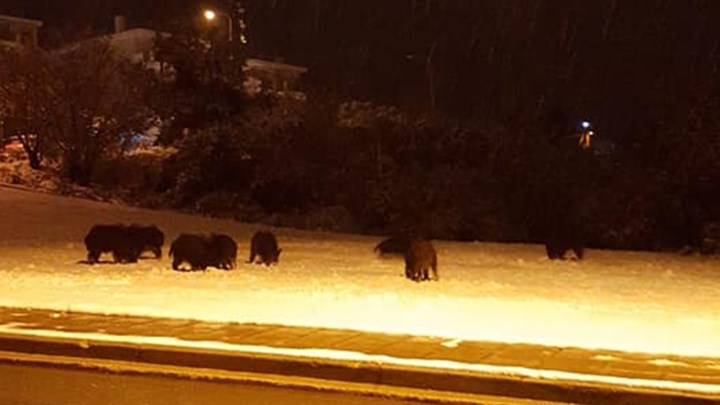 Αγριογούρουνα βγήκαν για… τσάρκα στο Πανόραμα Θεσσαλονίκης – ΒΙΝΤΕΟ – ΦΩΤΟ