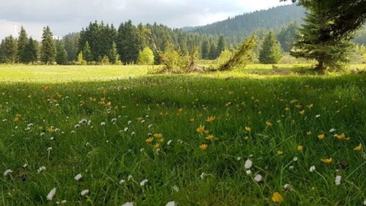Πουλάει το οικόπεδό του στη Βλάχα Τρικάλων ο Κώστας Σημίτης