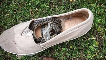 Βρήκε φίδι μέσα στο παπούτσι της – ΦΩΤΟ