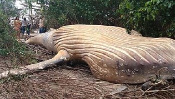 Συνέβη κι αυτό- Βρήκαν νεκρή φάλαινα στο δάσος του Αμαζονίου- ΦΩΤΟ ΒΙΝΤΕΟ