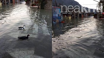 Σε ποτάμια μετατράπηκαν δρόμοι στην Κρήτη και βγήκαν βόλτα οι… πάπιες – ΦΩΤΟ -ΒΙΝΤΕΟ