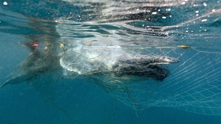 Οι ρωσικές Αρχές έδωσαν εντολή για την απελευθέρωση των «φυλακισμένων» φαλαινών