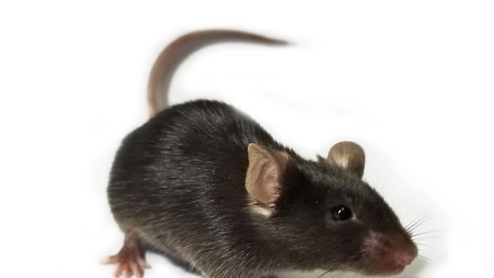 Κινέζοι επιστήμονες δημιούργησαν ποντίκια με «σούπερ όραση»