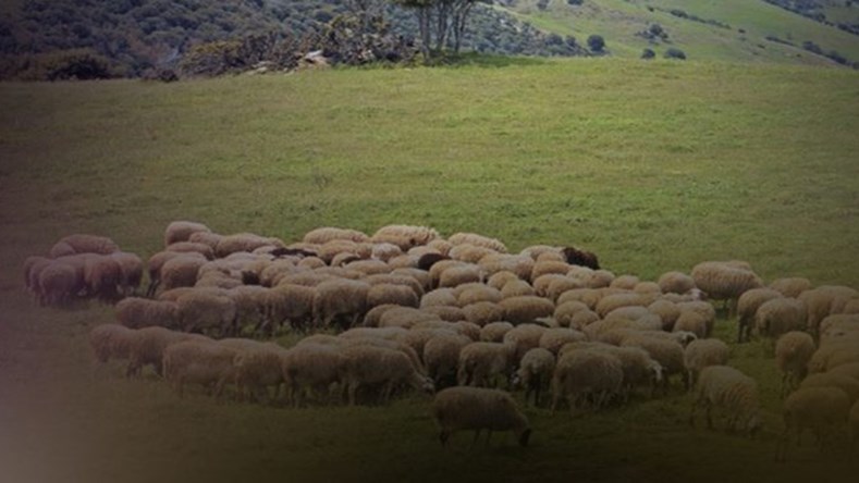 Κτηνοτρόφοι «πιάστηκαν» στα χέρια… με φόντο βοσκοτόπια – Κινητοποιήθηκε η αστυνομία