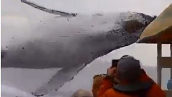 Τους έκανε… λούτσα μία φάλαινα – ΒΙΝΤΕΟ