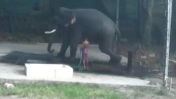 Βίντεο που σοκάρει – Ελέφαντας γλίστρησε και τραυμάτισε θανάσιμα υπάλληλο του ζωολογικού κήπου