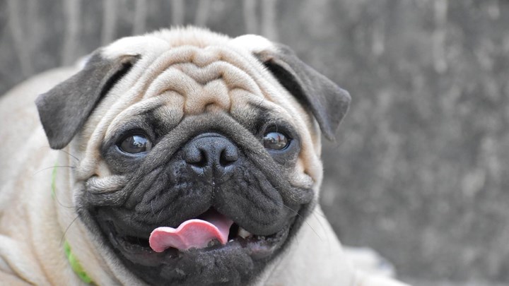 Δήμος πούλησε στο eBay σκυλάκι οικογένειας που είχε χρέη