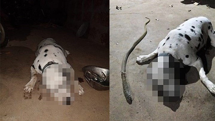 Συγκλονίζει η αυτοθυσία ενός σκύλου Δαλματίας – Πέθανε από δάγκωμα κόμπρας για να σώσει την οικογένεια που ανήκε – ΦΩΤΟ – ΒΙΝΤΕΟ