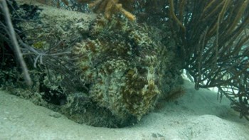 Χταπόδι εντυπωσιάζει με το καμουφλάζ του – ΒΙΝΤΕΟ