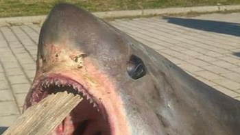 Ψάρεψε καρχαριοειδές τριών μέτρων στον Παγασητικό κόλπο – ΦΩΤΟ