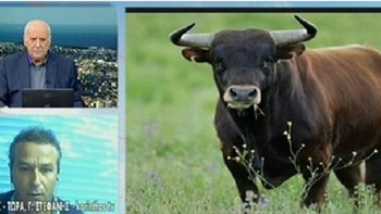 Τραγωδία στην Κόρινθο: Αφηνιασμένος ταύρος επιτέθηκε σε 71χρονο και τον σκότωσε – ΒΙΝΤΕΟ