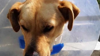 Πυροβόλησαν και μαχαίρωσαν σκύλο – Σοκαριστικές εικόνες