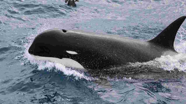Ανακάλυψαν νέο είδος φάλαινας όρκα – ΒΙΝΤΕΟ