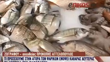 Τι πρέπει να προσέχουμε όταν αγοράζουμε θαλασσινά – ΒΙΝΤΕΟ