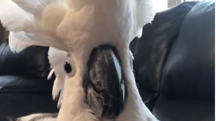 Δείτε τον παπαγάλο που… γαβγίζει – ΒΙΝΤΕΟ