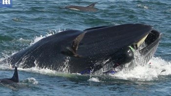 Δύτης έφτασε μια ανάσα από τον θάνατο – Βρέθηκε μέσα στο στόμα φάλαινας – ΒΙΝΤΕΟ