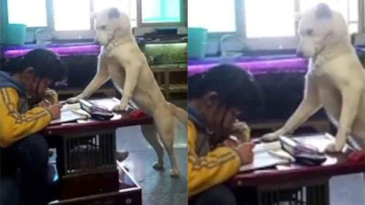 Εκπαίδευσε τον σκύλο του να επιτηρεί την κόρη του στη μελέτη της και να μην χαζεύει – ΦΩΤΟ – ΒΙΝΤΕΟ