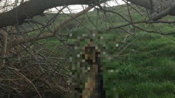 Φρίκη και αποτροπιασμός: Κτήνη κρέμασαν σκύλο σε δέντρο στη Λήμνο – ΦΩΤΟ