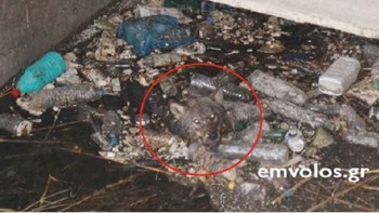 Σώθηκε από πνιγμό λύκος που είχε εγκλωβιστεί σε νερά διώρυγας – ΦΩΤΟ – ΒΙΝΤΕΟ