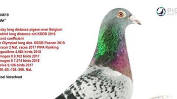 Ταχυδρομικό περιστέρι πουλήθηκε σε τιμή ρεκόρ