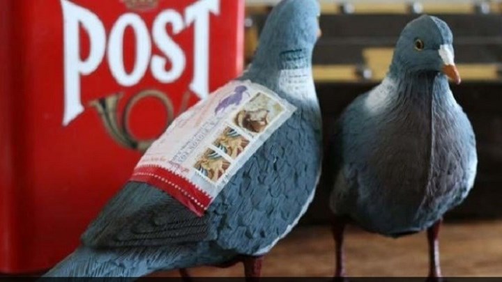 Δεν φαντάζεστε πόσο πουλήθηκε σε δημοπρασία ταχυδρομικό περιστέρι