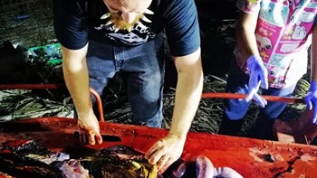 Φρικτός θάνατος φάλαινας: Κατάπιε 40 κιλά πλαστικές σακούλες