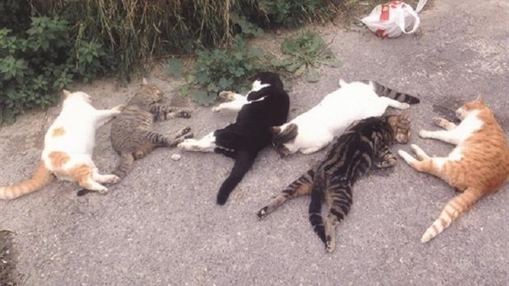 Σάλος για τη γυναίκα που έδινε συνταγή για φόλες στο Facebook