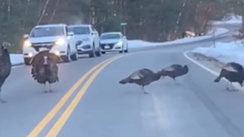 Γαλοπούλα σε ρόλο τροχονόμου για… την παρέα της – ΒΙΝΤΕΟ