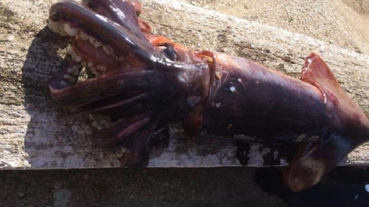 Ψάρεψαν καλαμάρι γίγαντα – ΦΩΤΟ