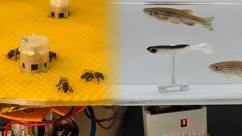 Μέλισσες και ψάρια επικοινώνησαν για πρώτη φορά