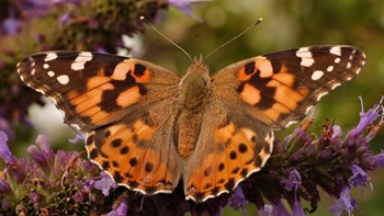 Γέμισε πεταλούδες η Κύπρος – Ποιες είναι οι αιτίες