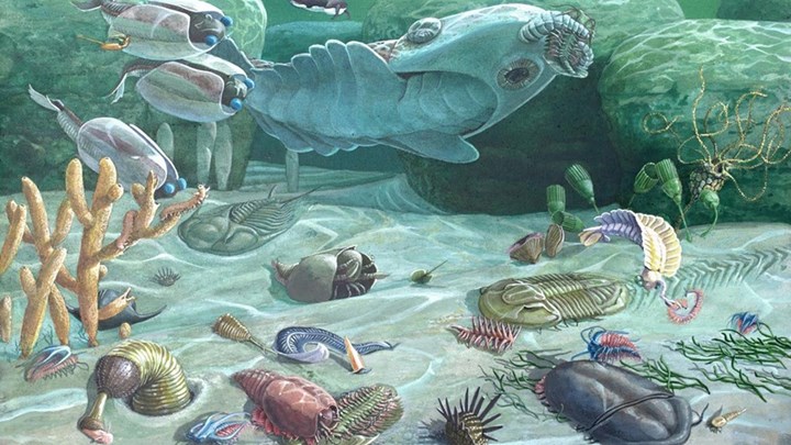 Σημαντική ανακάλυψη στην Κίνα – Βρέθηκαν απολιθώματα άγνωστων οργανισμών από την Κάμβρια περίοδο