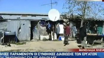 Άθλιες συνθήκες διαβίωσης των εργατών φράουλας στη Μανωλάδα – ΒΙΝΤΕΟ