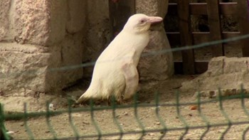 Ένας αλμπίνος πιγκουίνος σε ζωολογικό κήπο της Πολωνίας – BINTEO